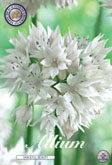 Allium Graceful Beauty met 5 zakjes a 5 bollen
