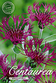 Centaurea atropurpurea Atropurpurea met 5 zakjes verpakt a 1 bollen