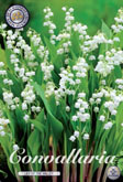 Convallaria Lily Of The Valley met 5 zakjes a 5 bollen
