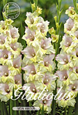 Gladiolus Large Flowering Mon Amour met 5 zakjes verpakt a 10 bollen