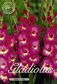 Gladiolus Large Flowering Windsong met 5 zakjes verpakt a 10 bollen