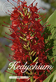 Hedychium coccineum Tara Red met 5 zakjes verpakt a 1 bollen