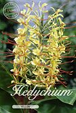 Hedychium gardenerianum Yellow met 5 zakjes verpakt a 1 bollen