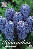 Hyacint Delft Blue met 5 zakjes a 5 bollen