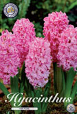 Hyacint Pink Pearl met 5 zakjes a 5 bollen