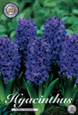 Hyacint Purple Sensation met 5 zakjes a 5 bollen