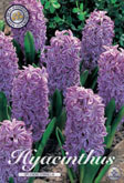 Hyacint Splendid Cornelia met 5 zakjes a 5 bollen