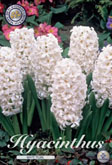 Hyacint White Pearl met 5 zakjes a 5 bollen