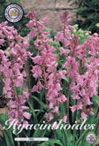 Hyacinthoides Pink met 5 zakjes a 10 bollen