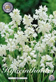 Hyacinthoides White met 5 zakjes a 10 bollen