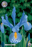 Iris Blue Magic met 5 zakjes a 15 bollen