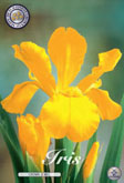 Iris Crown Jewel met 5 zakjes a 15 bollen