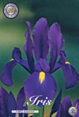 Iris Purple Sensation met 5 zakjes a 15 bollen