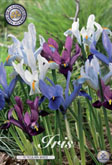 Iris Reticulata Mixed met 5 zakjes a 15 bollen