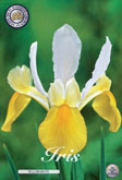 Iris Yellow-White met 5 zakjes a 15 bollen