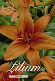 Lilium Asiatic Orange met 5 zakjes verpakt a 2 bollen