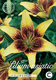 Lilium Asiatic Yellow & Brown met 5 zakjes verpakt a 2 bollen
