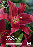 Lilium Oriental Red met 5 zakjes verpakt a 2 bollen