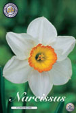 Narcis Flower Record met 5 zakjes a 5 bollen