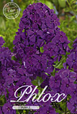 Phlox Purple met 5 zakjes verpakt a 1 bollen