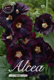 Alcea Rosea Nigra met 5 zakjes verpakt a 1 bollen