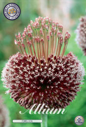 Allium Forelock met 5 zakjes a 1 bollen