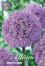 Allium Gladiator met 5 zakjes a 1 bollen