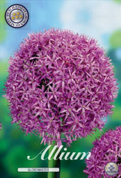 Allium Globemaster met 5 zakjes a 1 bollen