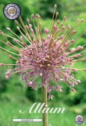 Allium Schubertii met 5 zakjes a 3 bollen