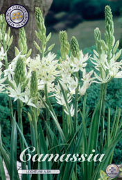 Camassia Leichtlinii Alba met 5 zakjes a 3 bollen