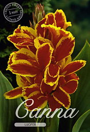 Canna Lucifer met 5 zakjes verpakt a 1 bollen