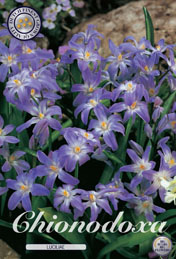 Chionodoxa Luciliae met 5 zakjes a 20 bollen