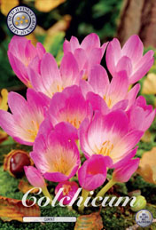 Colchicum Giant met 5 zakjes a 1 bollen