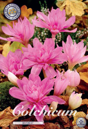 Colchicum Waterlily met 5 zakjes a 1 bollen