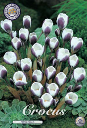 Crocus Prins Claus met 5 zakjes a 20 bollen