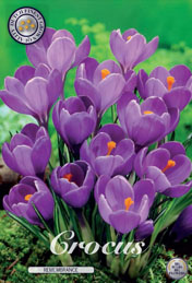 Crocus Remembrance met 5 zakjes a 15 bollen
