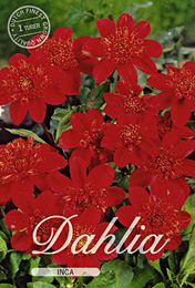 Dahlia Anemone Flowering Inca met 5 zakjes verpakt a 1 bollen