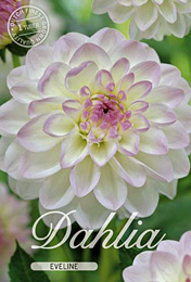 Dahlia Ball Eveline met 5 zakjes verpakt a 1 bollen