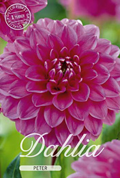 Dahlia Ball Peter met 5 zakjes verpakt a 1 bollen