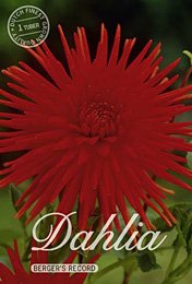 Dahlia Cactus Bergers Record met 5 zakjes verpakt a 1 bollen