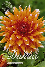 Dahlia Cactus Color Spectacle met 5 zakjes verpakt a 1 bollen