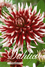 Dahlia Cactus Friquolet met 5 zakjes verpakt a 1 bollen