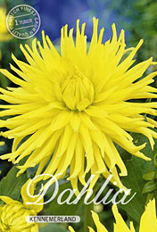 Dahlia Cactus Kennemerland met 5 zakjes verpakt a 1 bollen