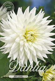 Dahlia Cactus My Love met 5 zakjes verpakt a 1 bollen