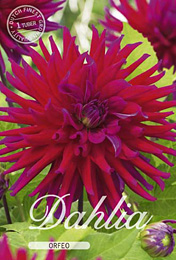Dahlia Cactus Orfeo met 5 zakjes verpakt a 1 bollen