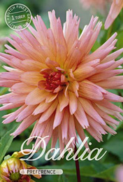 Dahlia Cactus Preference met 5 zakjes verpakt a 1 bollen