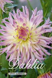 Dahlia Cactus Star Surprise met 5 zakjes verpakt a 1 bollen