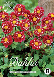 Dahlia Colarette Impression Fantastico met 5 zakjes verpakt a 1 bollen