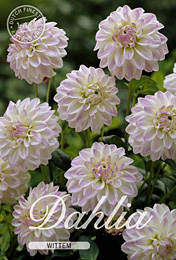 Dahlia Decorative Border Wittem met 5 zakjes verpakt a 1 bollen