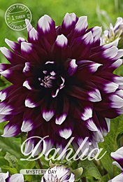 Dahlia Decorative Mystery Day met 5 zakjes verpakt a 1 bollen